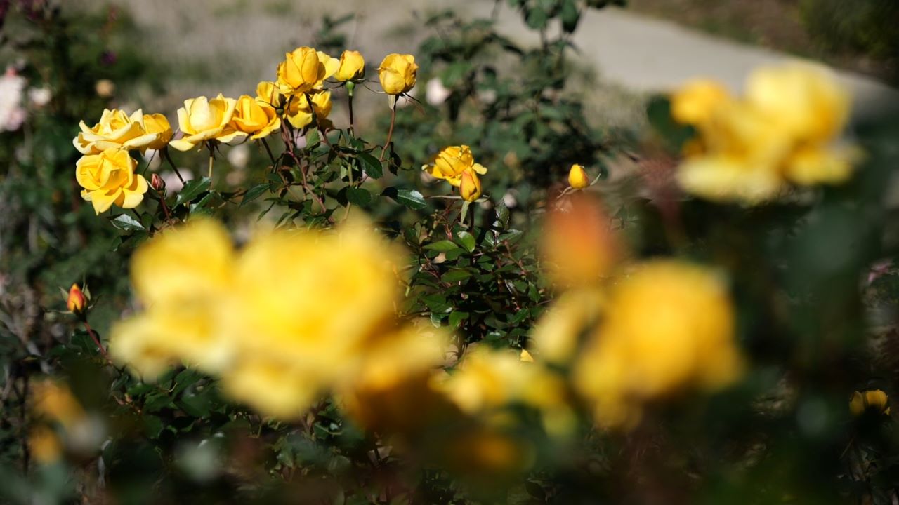 Get It Growing: February is best time to prune traditional roses